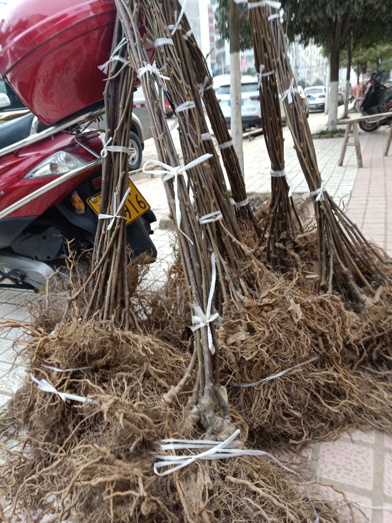 红心猕猴桃苗、产地直供、品质保证，现挖现买