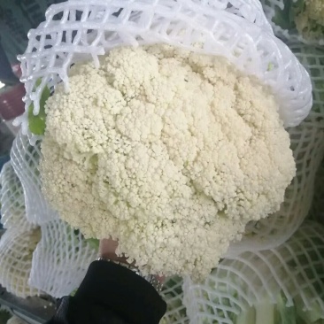 【推荐】菜花散花有机花菜大量供应基地直发货源充足