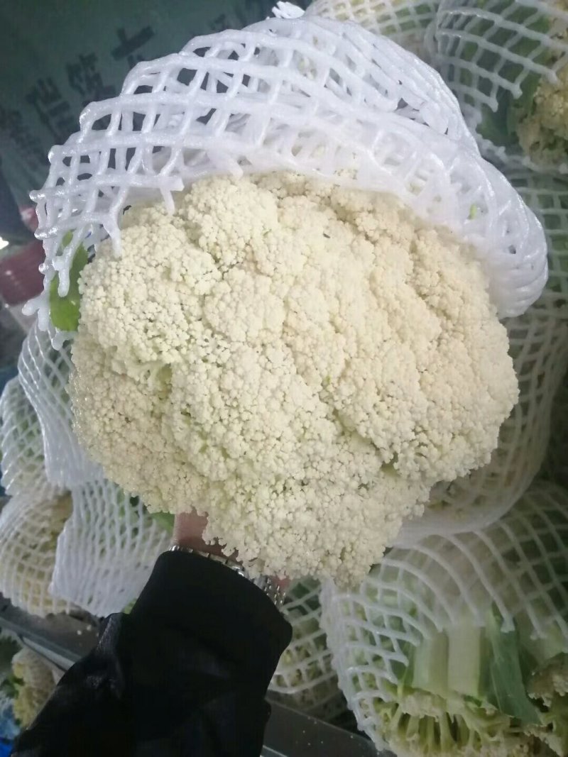 【推荐】菜花散花有机花菜大量供应基地直发货源充足