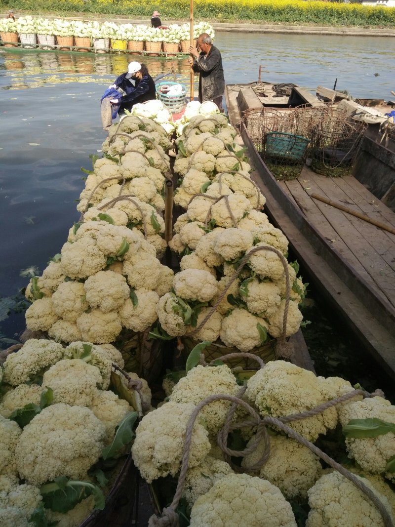 【推荐】菜花散花有机花菜大量供应基地直发货源充足