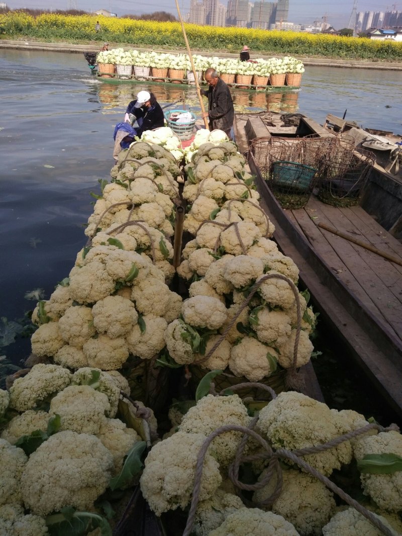 【推荐】菜花散花有机花菜大量供应基地直发货源充足