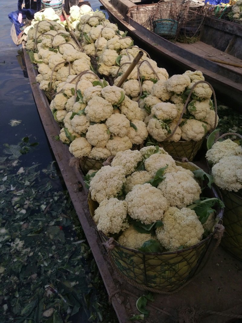 【推荐】菜花散花有机花菜大量供应基地直发货源充足