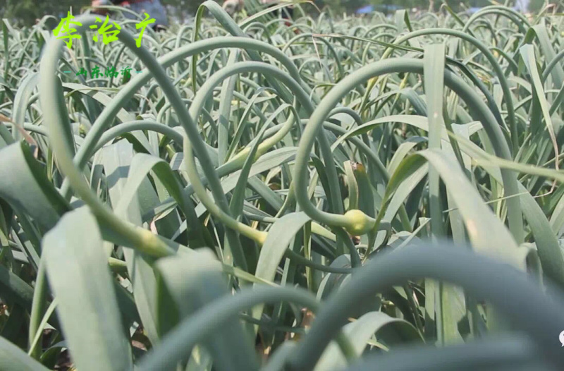 新鲜嫩蒜苔农家新鲜蔬菜现拔现发鲜嫩可口山东大蒜山东蒜苔