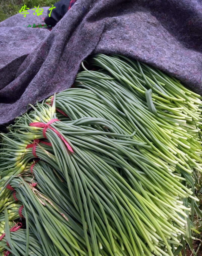 新鲜嫩蒜苔农家新鲜蔬菜现拔现发鲜嫩可口山东大蒜山东蒜苔