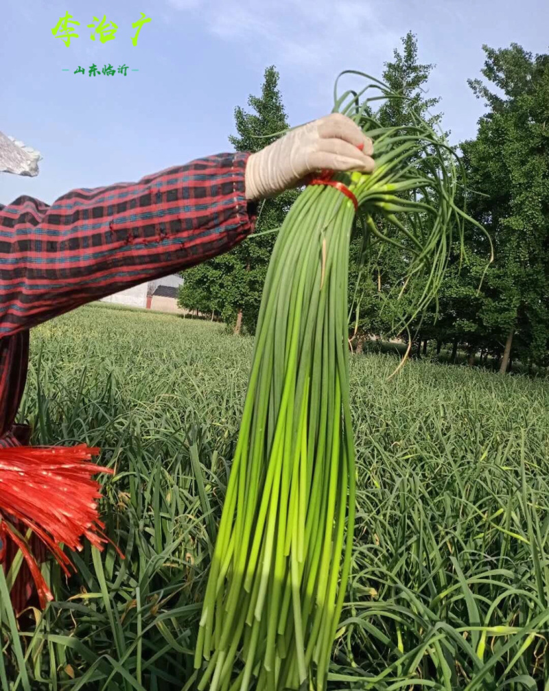 新鲜嫩蒜苔农家新鲜蔬菜现拔现发鲜嫩可口山东大蒜山东蒜苔