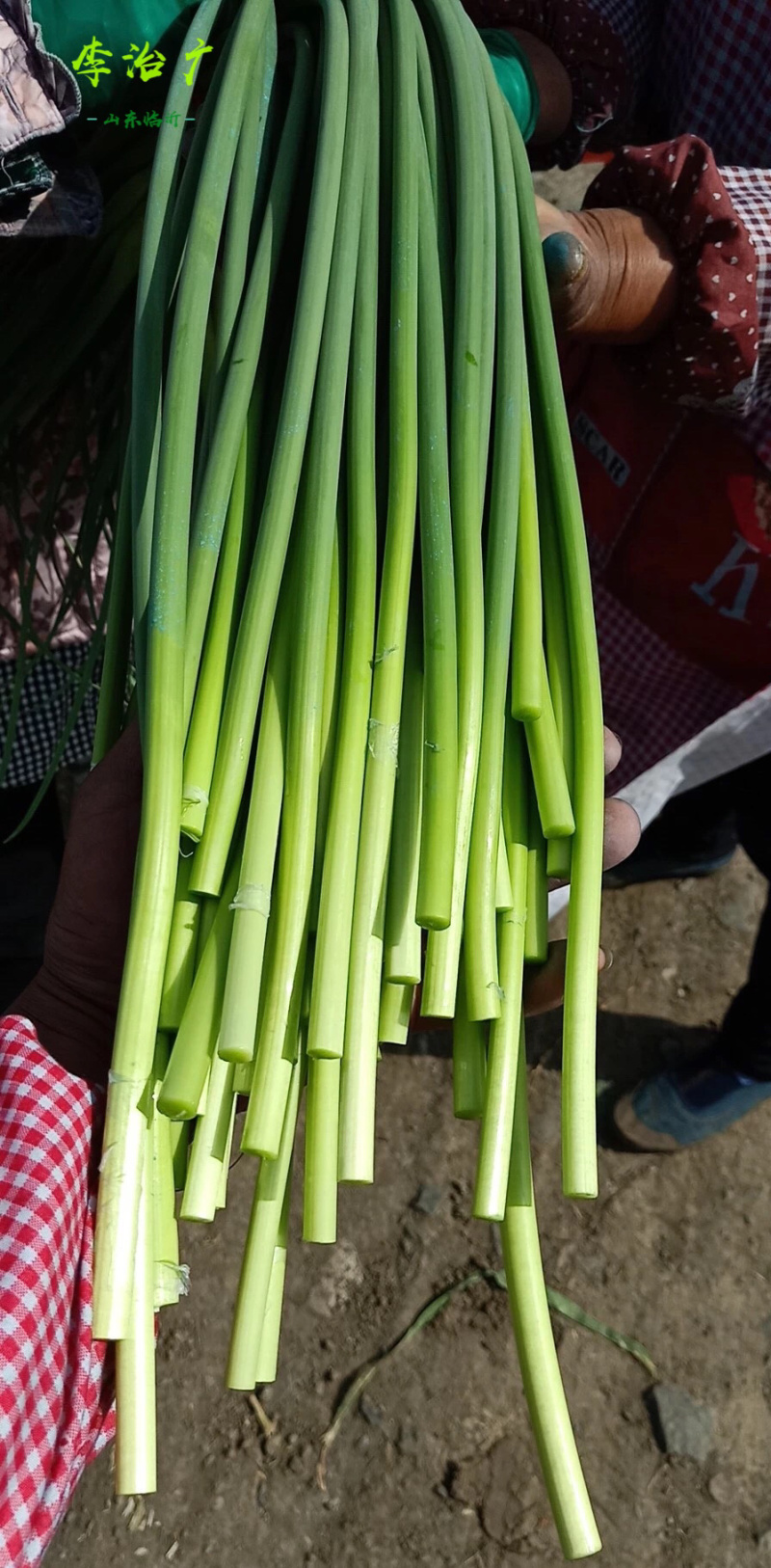 新鲜嫩蒜苔农家新鲜蔬菜现拔现发鲜嫩可口山东大蒜山东蒜苔