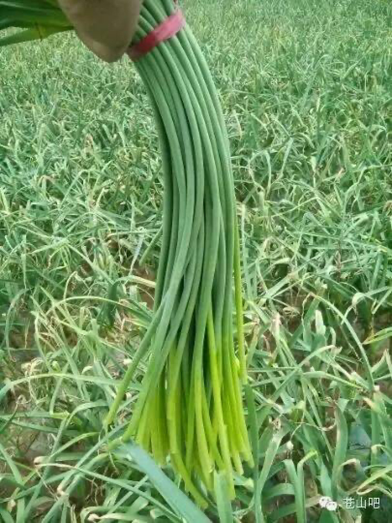 新鲜嫩蒜苔农家新鲜蔬菜现拔现发鲜嫩可口山东大蒜山东蒜苔