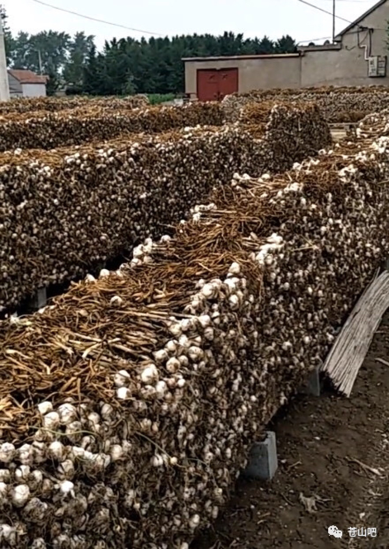 山东大蒜正宗临沂老品种兰陵苍山大蒜四六瓣蒜大个新鲜干蒜头