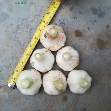 山东大蒜正宗临沂老品种兰陵苍山大蒜四六瓣蒜大个新鲜干蒜头