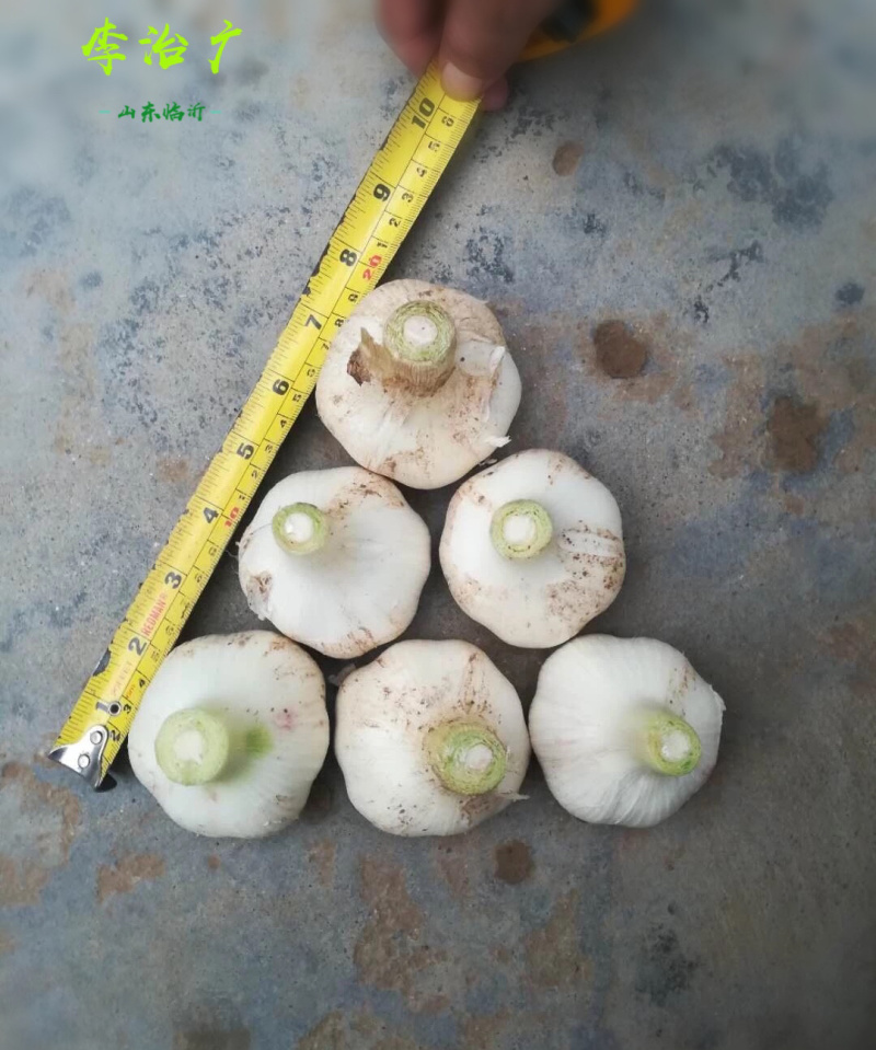 山东大蒜正宗临沂老品种兰陵苍山大蒜四六瓣蒜大个新鲜干蒜头