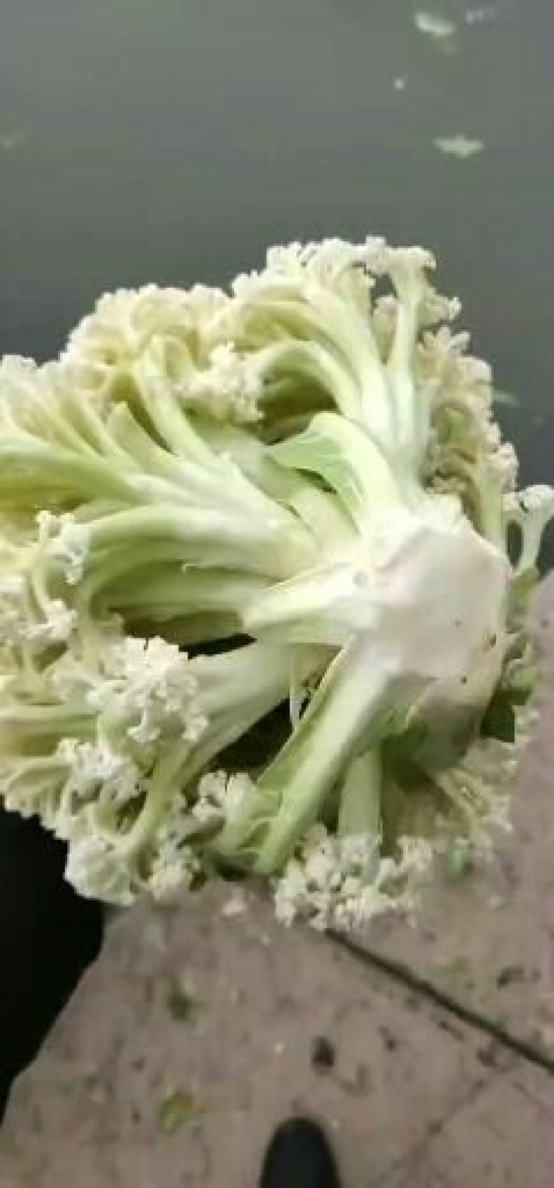 【推荐】菜花散花有机花菜大量供应基地直发货源充足