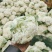【推荐】菜花散花有机花菜大量供应基地直发货源充足