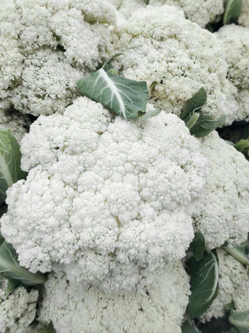 【推荐】菜花散花有机花菜大量供应基地直发货源充足