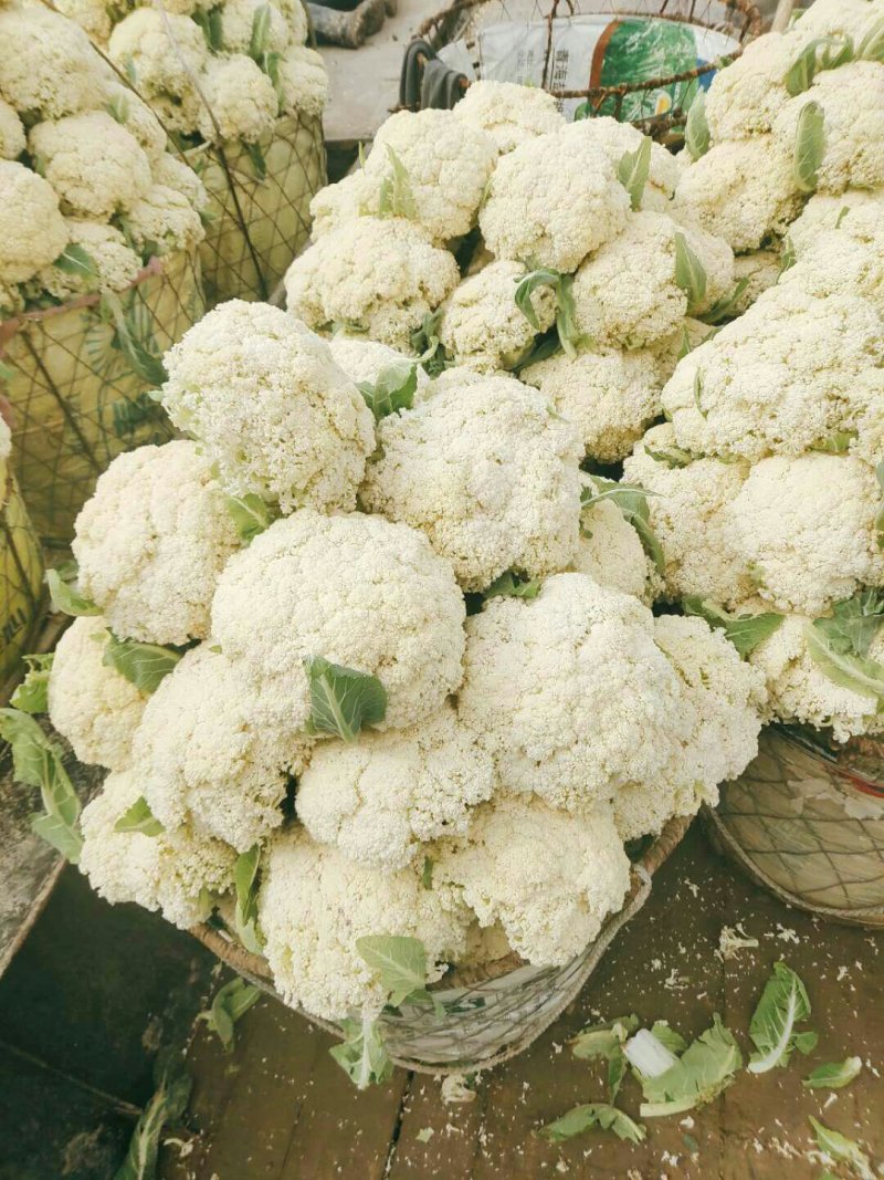 【推荐】菜花散花有机花菜大量供应基地直发货源充足