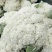【推荐】菜花散花有机花菜大量供应基地直发货源充足