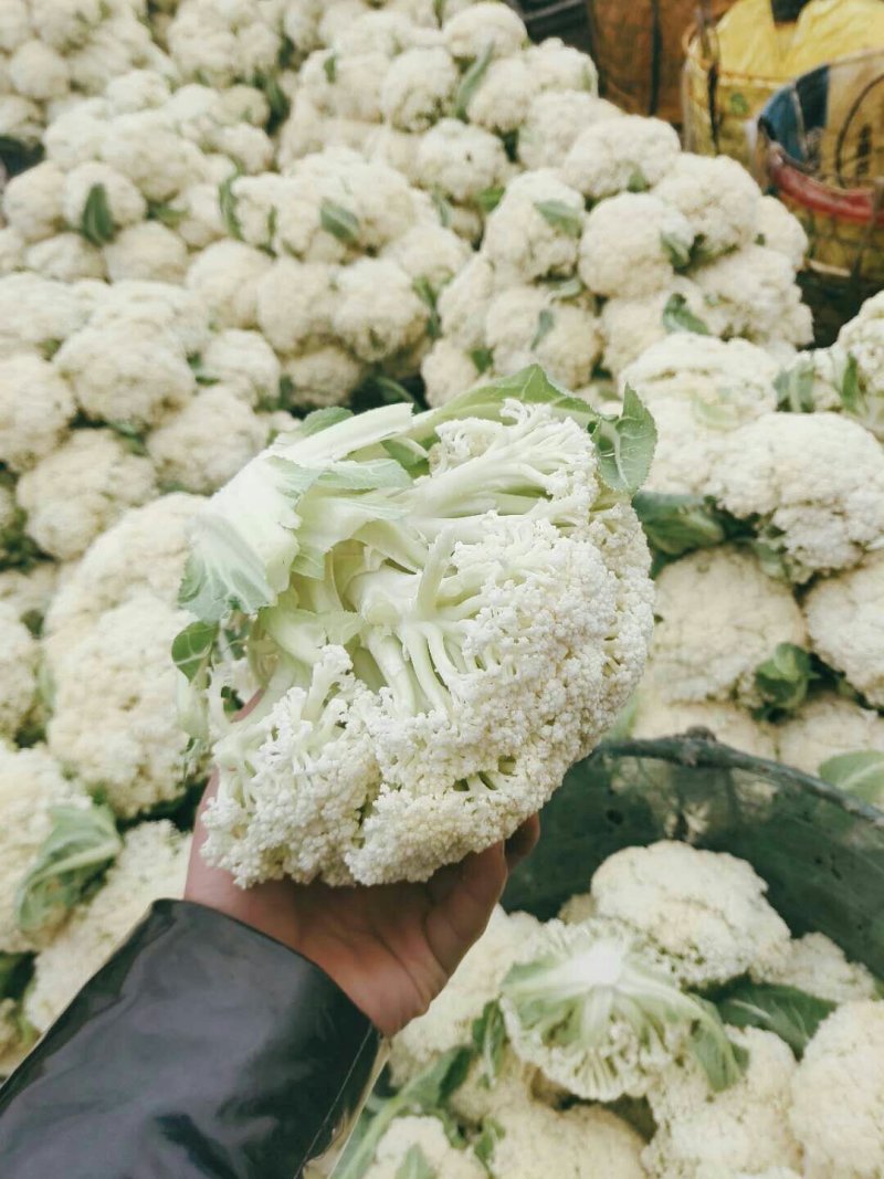 河南通许菜花散花有机花，大量供应，基地直供欢迎电联