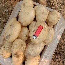 云南精品白土豆大量批发量大从优，欢迎来电咨询