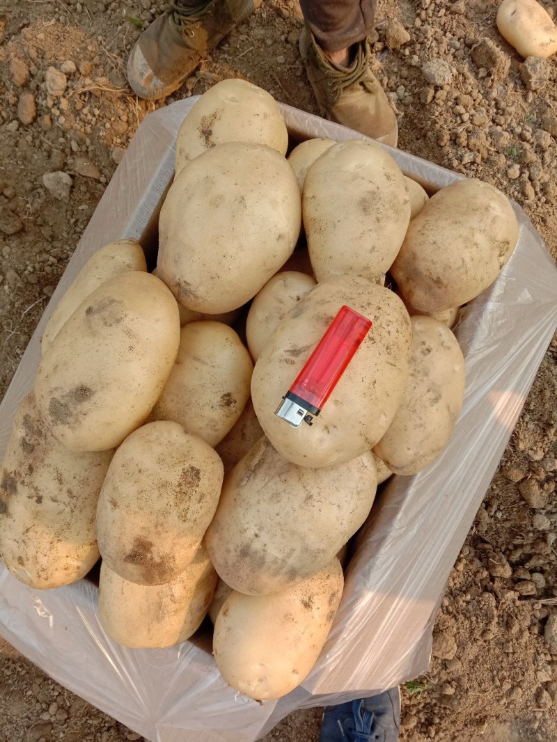 云南精品白土豆大量批发量大从优，欢迎来电咨询