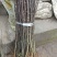 大红袍花椒苗产地直供、现挖现买、质量保证