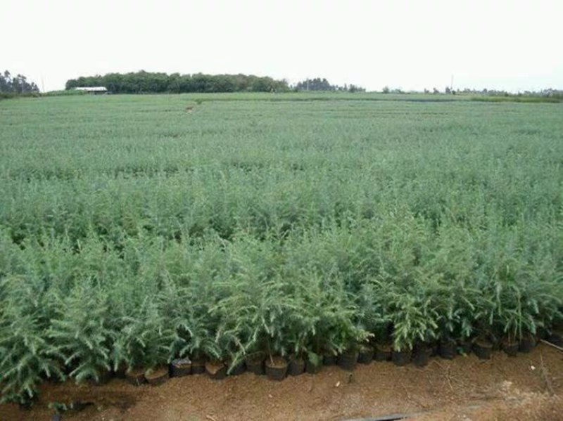 雪松树苗庭院盆栽地栽绿化树苗南方北方种植黑松树苗四季常青