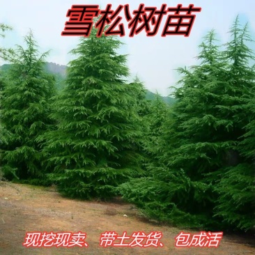 雪松树苗庭院盆栽地栽绿化树苗南方北方种植黑松树苗四季常青