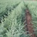 雪松树苗庭院盆栽地栽绿化树苗南方北方种植黑松树苗四季常青