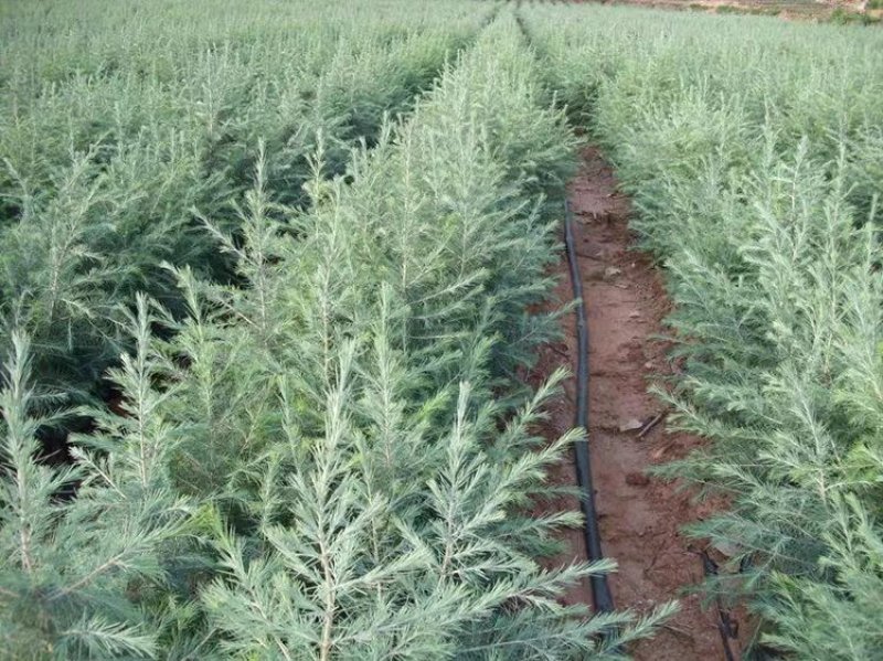 雪松树苗庭院盆栽地栽绿化树苗南方北方种植黑松树苗四季常青