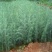 雪松树苗庭院盆栽地栽绿化树苗南方北方种植黑松树苗四季常青