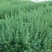 雪松树苗庭院盆栽地栽绿化树苗南方北方种植黑松树苗四季常青