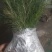 雪松树苗庭院盆栽地栽绿化树苗南方北方种植黑松树苗四季常青