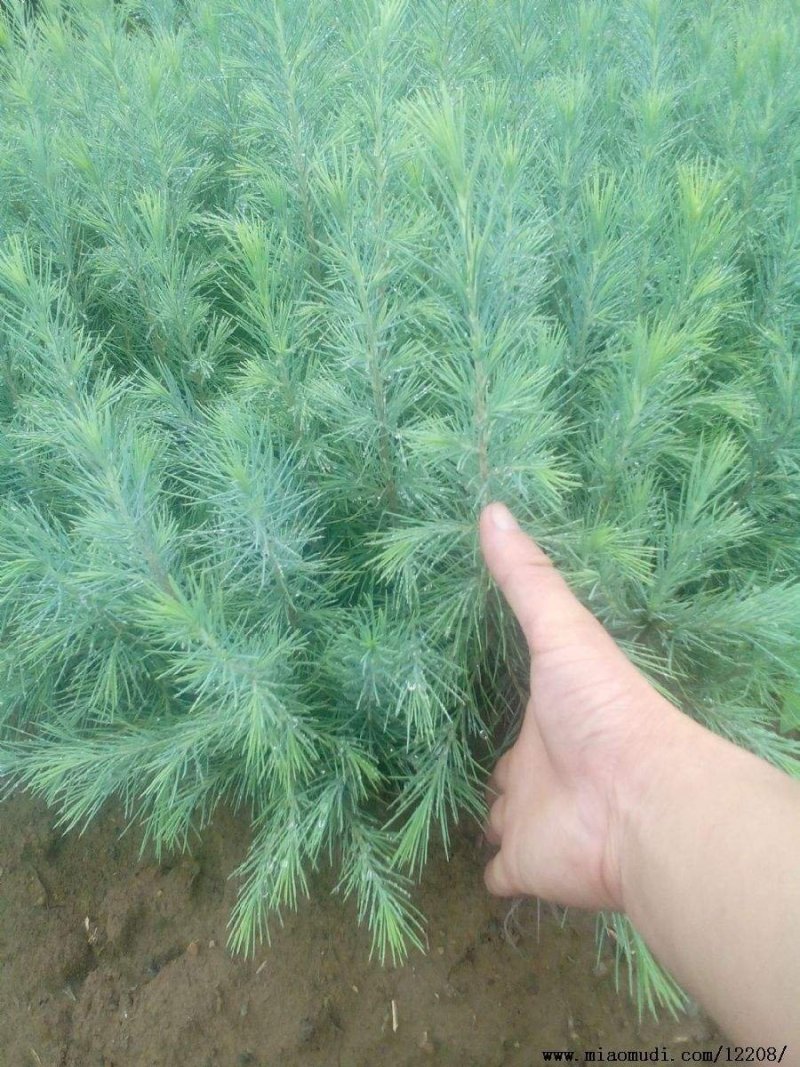 雪松树苗庭院盆栽地栽绿化树苗南方北方种植黑松树苗四季常青