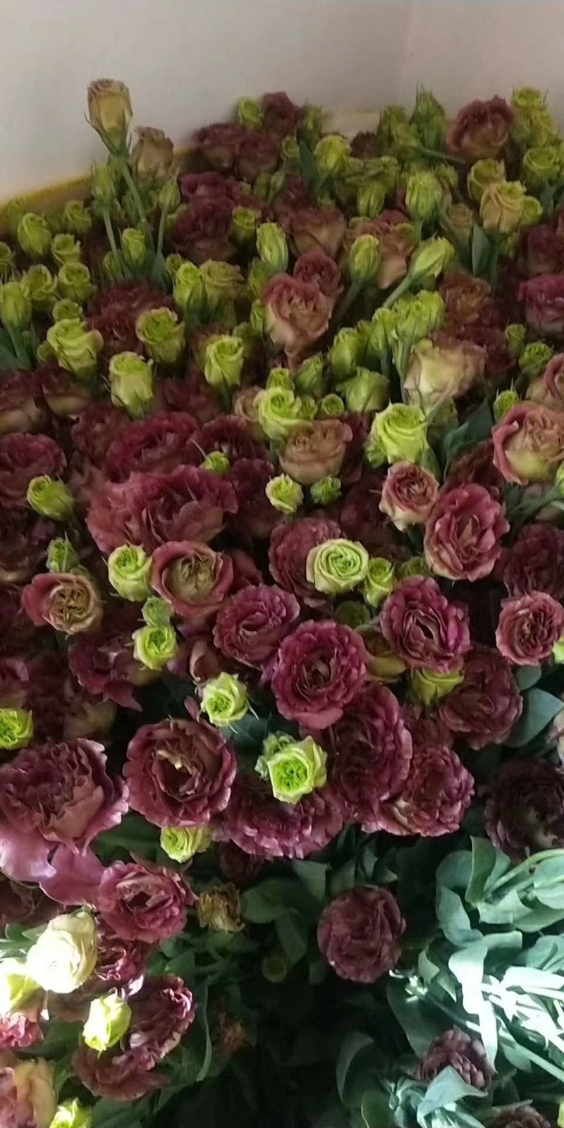 鲜切花批发专区洋桔梗昆明斗南基地直发可视频看货