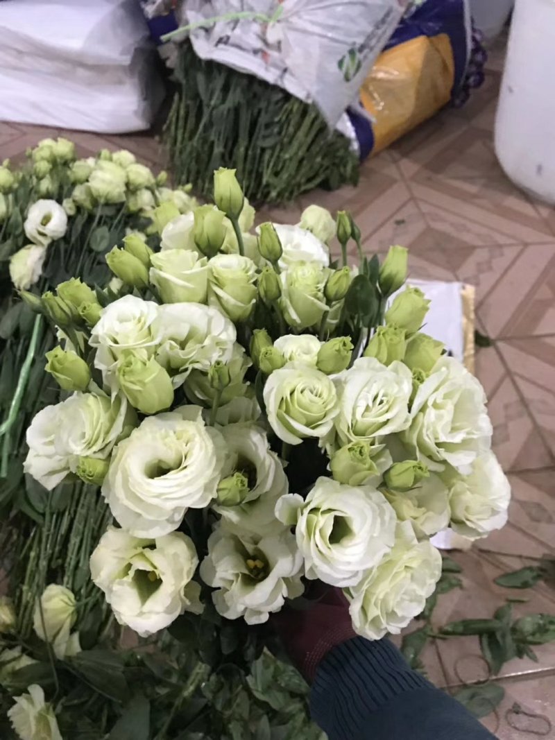 鲜切花批发专区洋桔梗昆明斗南基地直发可视频看货