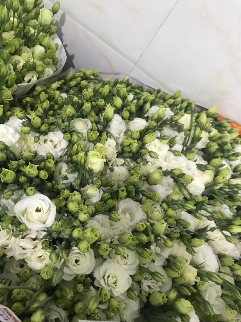 鲜切花批发专区洋桔梗昆明斗南基地直发可视频看货