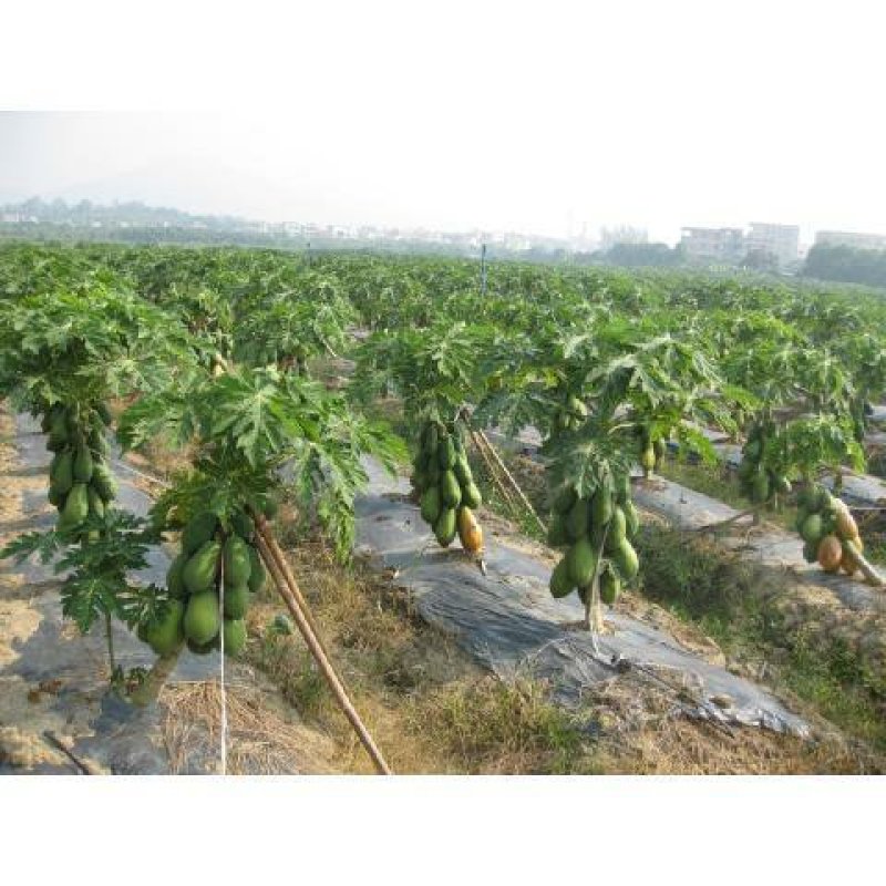 红肉木瓜苗大青木瓜苗一年四季开花结果，种植五个月结果