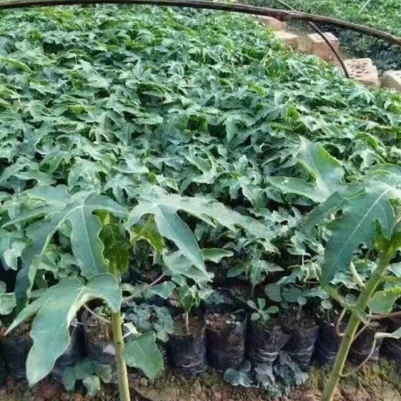 红肉木瓜苗大青木瓜苗一年四季开花结果，种植五个月结果