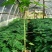 红肉木瓜苗大青木瓜苗一年四季开花结果，种植五个月结果