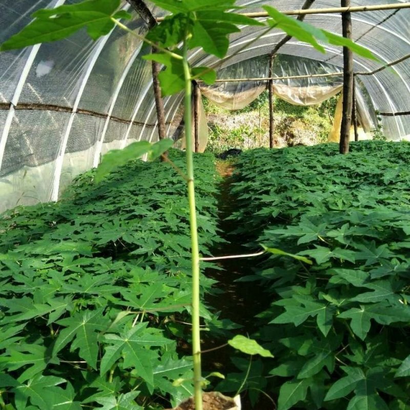 红肉木瓜苗大青木瓜苗一年四季开花结果，种植五个月结果