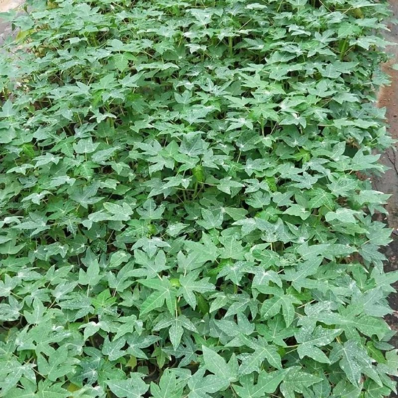 红肉木瓜苗大青木瓜苗一年四季开花结果，种植五个月结果
