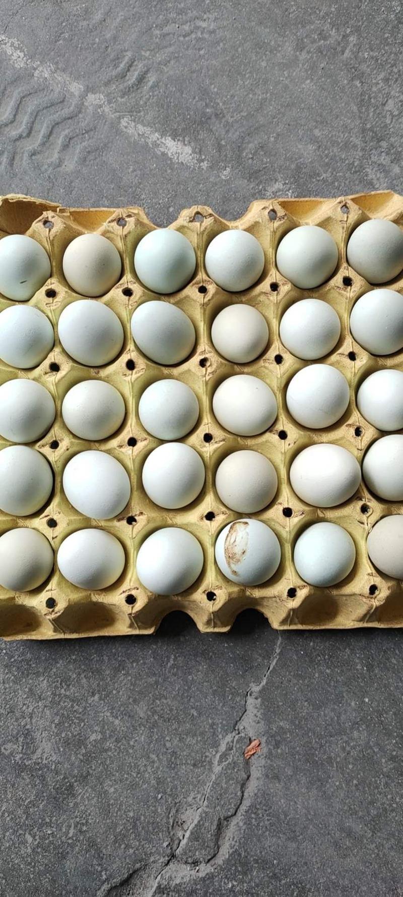 乌鸡蛋