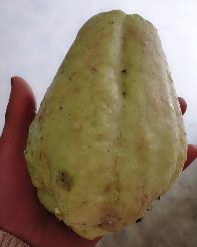 佛手瓜苗
