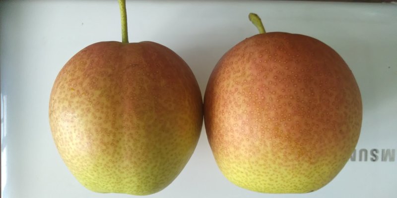 香梨苗，香梨，新品种梨苗，芙蓉香梨苗(红酥蜜梨)，接穗