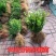 瓜子黄杨绿化苗木树苗庭院花园植物四季常绿园林绿化小苗