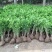 瓜子黄杨绿化苗木树苗庭院花园植物四季常绿园林绿化小苗