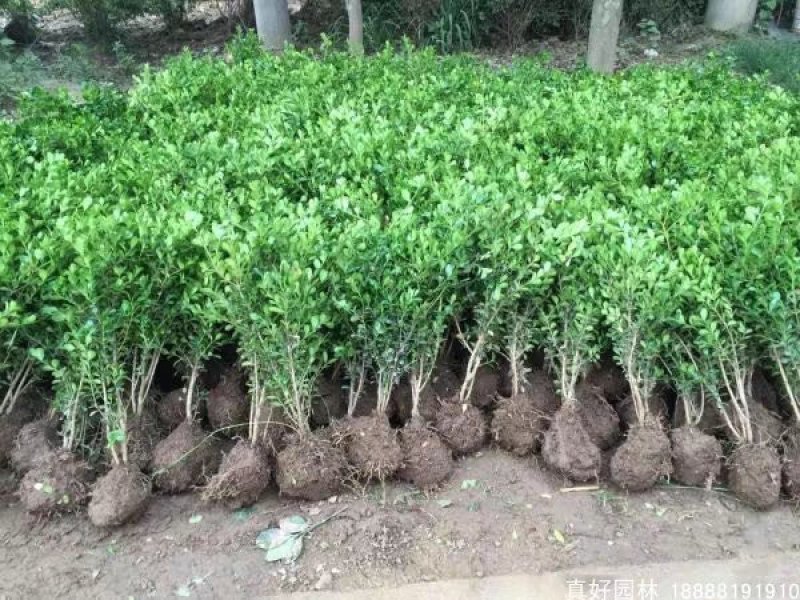 瓜子黄杨绿化苗木树苗庭院花园植物四季常绿园林绿化小苗