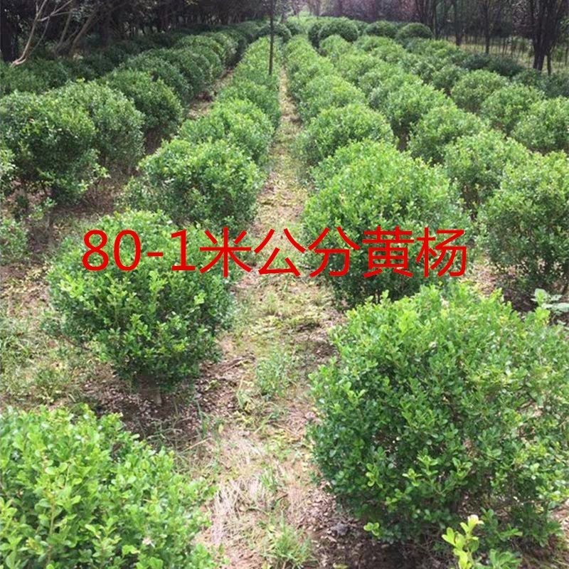 瓜子黄杨绿化苗木树苗庭院花园植物四季常绿园林绿化小苗