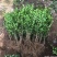瓜子黄杨绿化苗木树苗庭院花园植物四季常绿园林绿化小苗