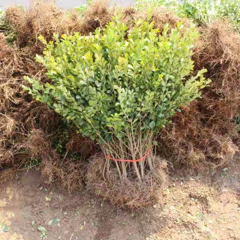瓜子黄杨绿化苗木树苗庭院花园植物四季常绿园林绿化小苗