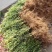 瓜子黄杨绿化苗木树苗庭院花园植物四季常绿园林绿化小苗