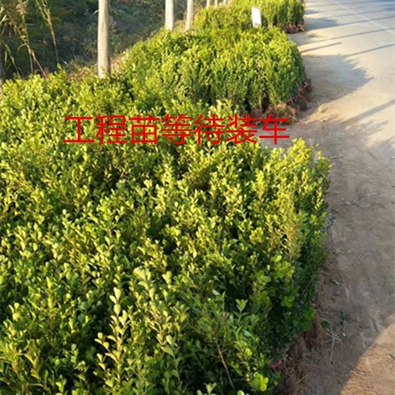 瓜子黄杨绿化苗木树苗庭院花园植物四季常绿园林绿化小苗